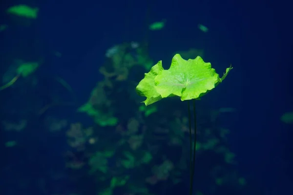 Cenote sinkhole waterplants in Riviera Maya — Stock Photo, Image