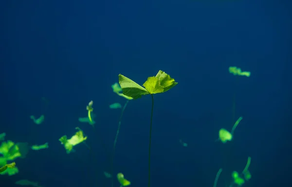 Сеноти waterplants провал грунту в Рів'єра-Майя — стокове фото