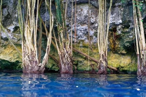 Cenote sinkhole in rainforest mayan jungle — Stock Photo, Image