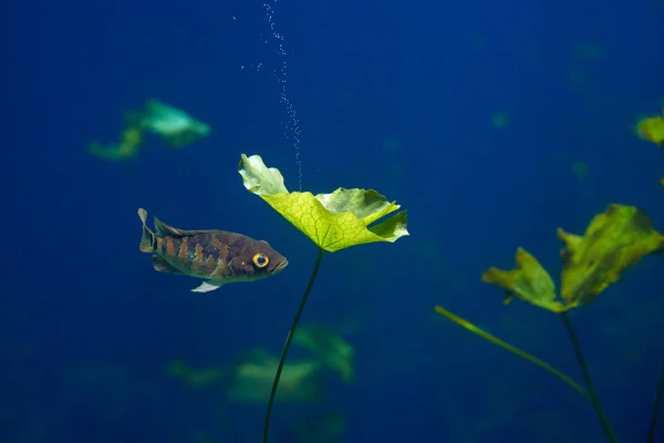 Maya ciklid fisk i Cenote sinkhole Mexiko — Stockfoto