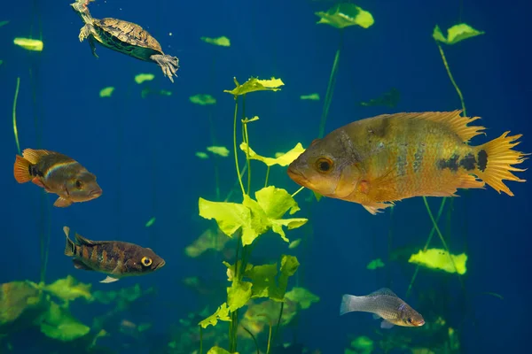 Рыбы Cenote sinkhole Cichlids Riviera Maya — стоковое фото