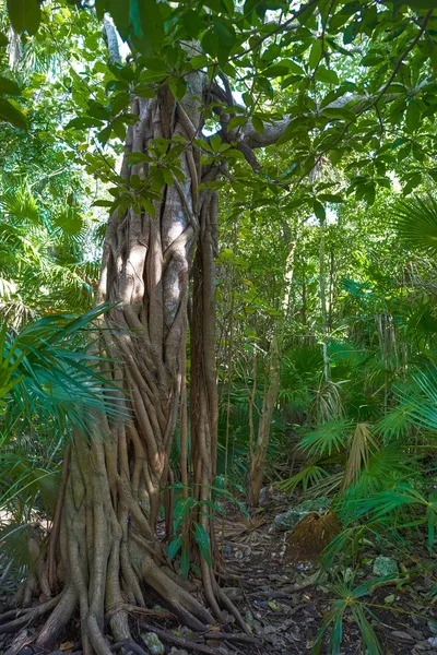 Jungle de forêt tropicale à Riviera Maya au Mexique — Photo