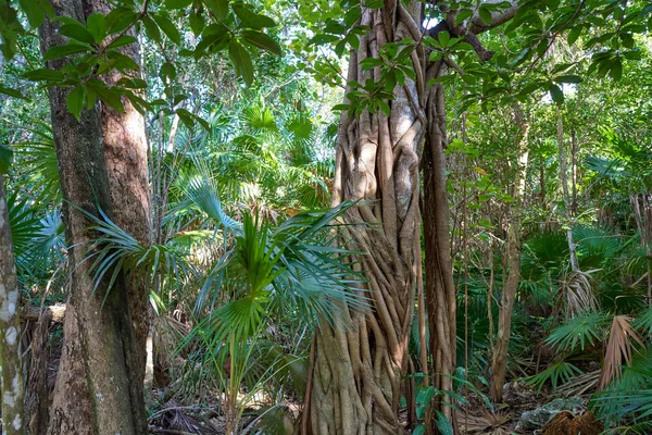 Rainforest džungle v Riviera Maya v Mexiku — Stock fotografie