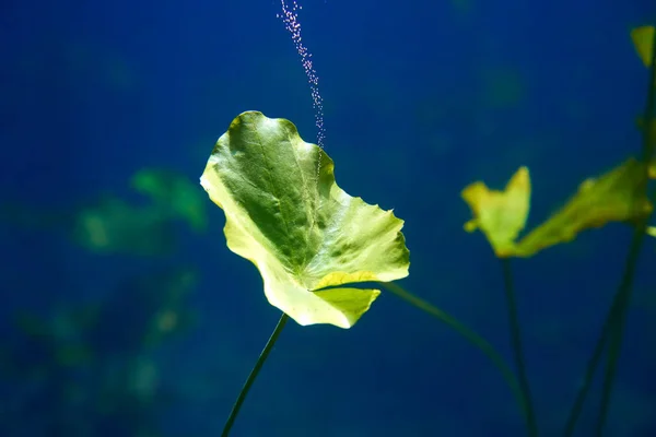 Сеноти waterplants провал грунту в Рів'єра-Майя — стокове фото