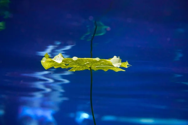 Cenote sinkhole waterplants in Riviera Maya — Stock Photo, Image