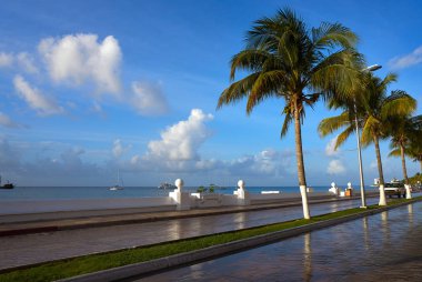 Riviera Maya Meksika Cozumel palmiye ağaçları