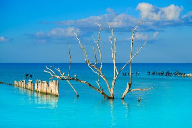 Holbox Island beach Meksika deniz kuşları içinde