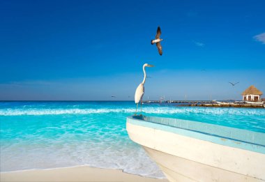 Holbox Island balıkçıl kuşu ve bir plaj tekne