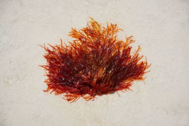 Rhodophyta red algae in Quintana Roo Mexico clipart