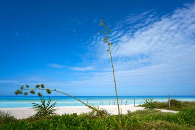 Holbox Island beach Quintana Roo Meksika