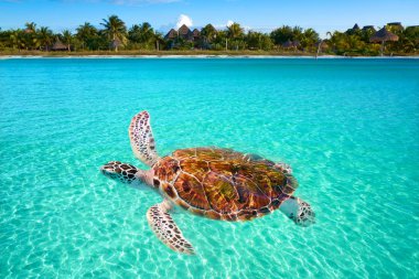 Holbox Island turtle photomount in Mexico clipart
