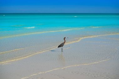 Holbox Island turkuaz Quintana Roo Meksika
