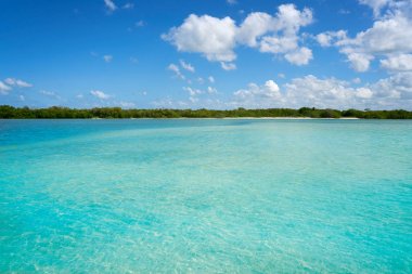 Holbox Island beach mangroove Meksika