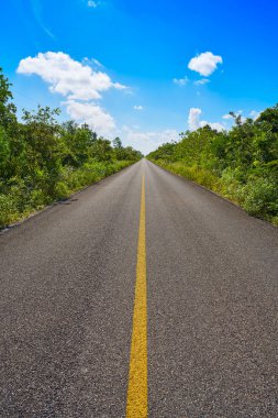 Riviera Maya orman rainforest yol