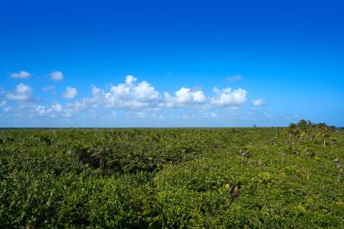 Costa Maya Mahahual Karayip ormanı