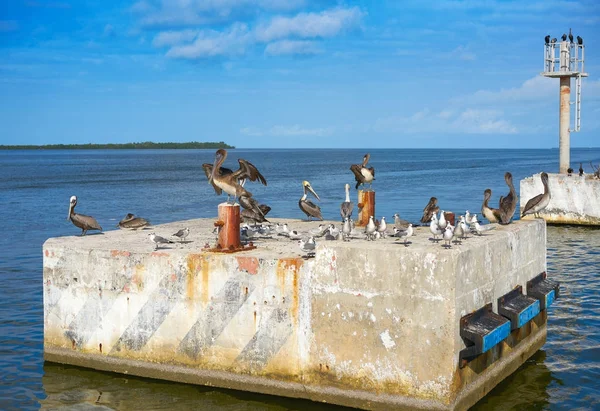 Gaviotas y pelícanos del puerto de Chiquila en México — Foto de Stock