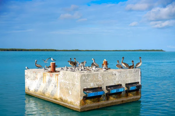 Gaivotas do mar do porto de Chiquila e Pelicanos no México — Fotografia de Stock