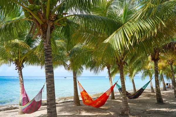 Cozumel island beach palm tree függőágyak — Stock Fotó