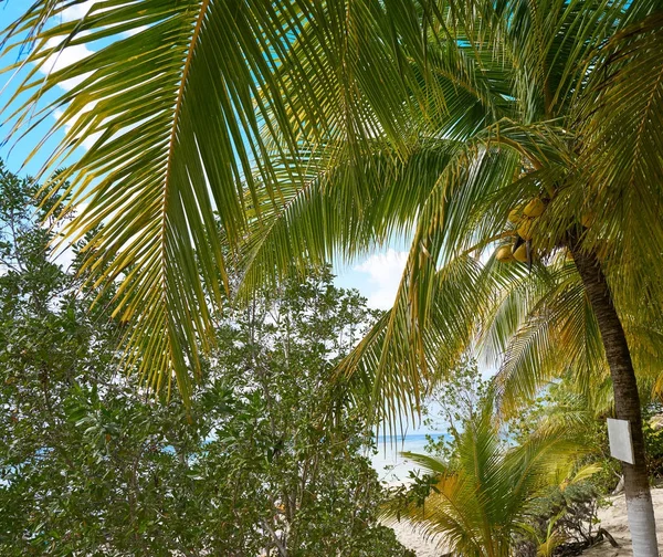 Riviera Maya Cozumel Adası Plajı — Stok fotoğraf