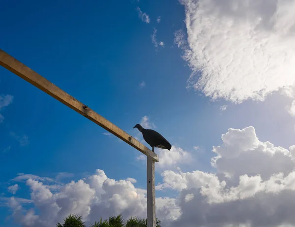 Zopilote buzzard bird San Martin in Cozumel — Stock Photo, Image