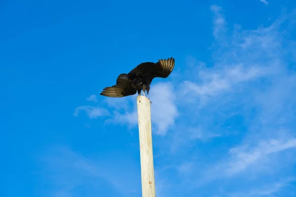 Zopilote buzzard bird San Martin in Cozumel — Stock Photo, Image