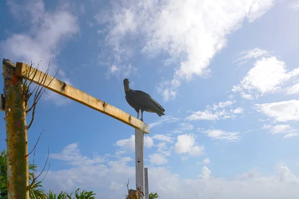 Zopilote buzzard bird San Martin in Cozumel — Stock Photo, Image