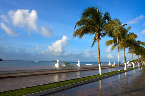 Cozumel пальмові дерева Рів'єра Майя Мексики — стокове фото