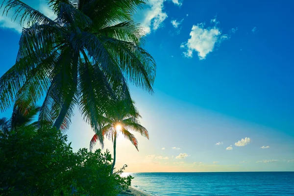 Holbox island sunset palm tree Mexico — Stock Photo, Image