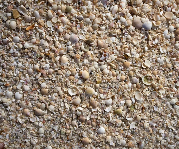 Holbox beach shells sand Mexico — Stock Photo, Image