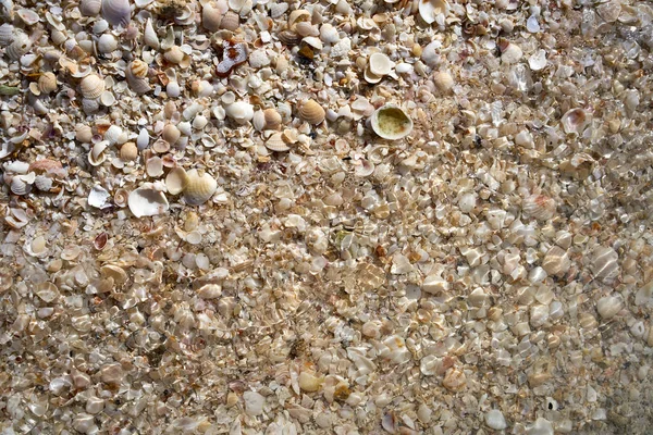 Holbox beach shells sand Mexico — Stock Photo, Image