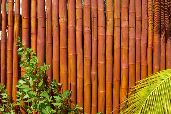 Holbox island sockerrör staket textur — Stockfoto