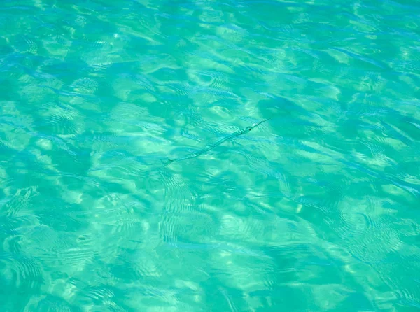 Ago di pesce in spiaggia d'acqua caraibica — Foto Stock