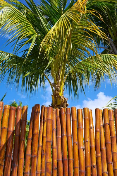 Holbox island από ζαχαροκάλαμο φράχτης υφή — Φωτογραφία Αρχείου