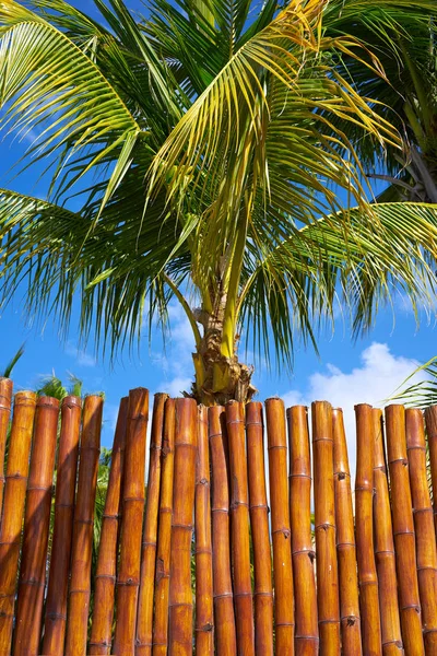 Holbox isola canna struttura recinzione — Foto Stock