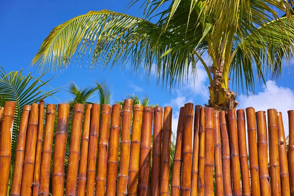 Holbox isla cerca de caña textura — Foto de Stock