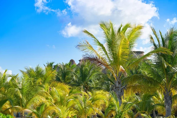 Holbox island palm tree chaty Meksyk — Zdjęcie stockowe