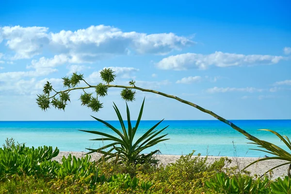 Holbox ilha tropical praia México — Fotografia de Stock