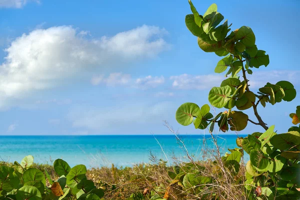 Holbox island tropical beach Mexico — Stock Photo, Image