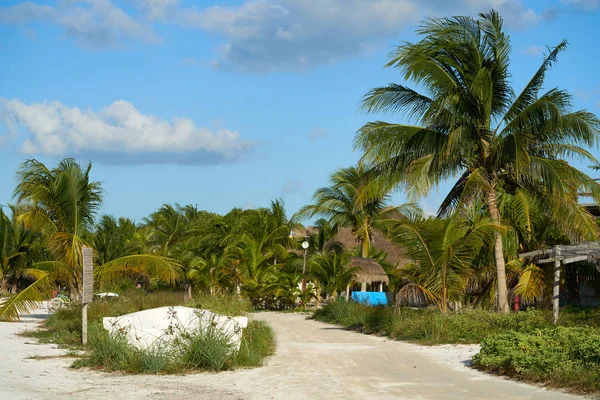 Holbox ilha tropical palmeira México — Fotografia de Stock