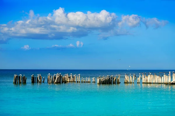 Holbox island beach in Mexico sea birds — Stock Photo, Image