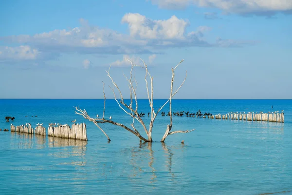 Holbox island beach in Mexico sea birds — Stock Photo, Image