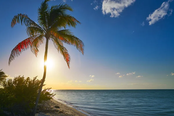 Playa Holbox palmera atardecer México —  Fotos de Stock