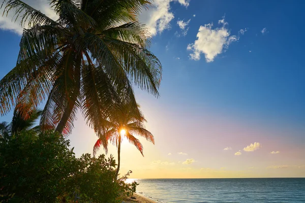 Holbox island zonsondergang palmboom Mexico — Stockfoto