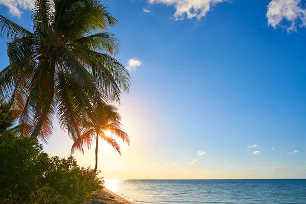 Holbox острів захід сонця пальмою Мексики — стокове фото