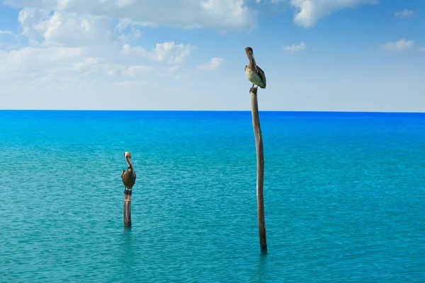 Aves pelícanas en la playa del Caribe México — Foto de Stock