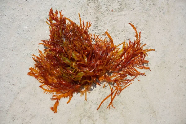 Rhodophyta alga merah di Quintana Roo Mexico — Stok Foto