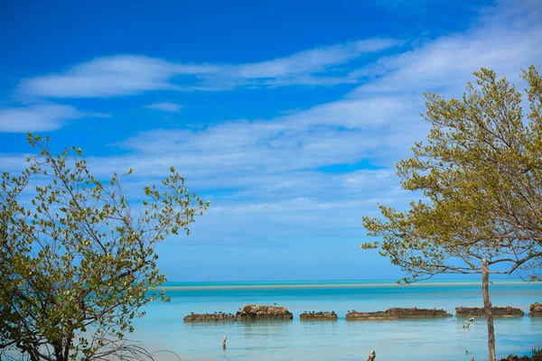 멕시코에 있는 홀 박스 열 대 섬 mangroove — 스톡 사진