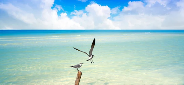 Holbox Island beach i Quintana Roo Mexiko — Stockfoto