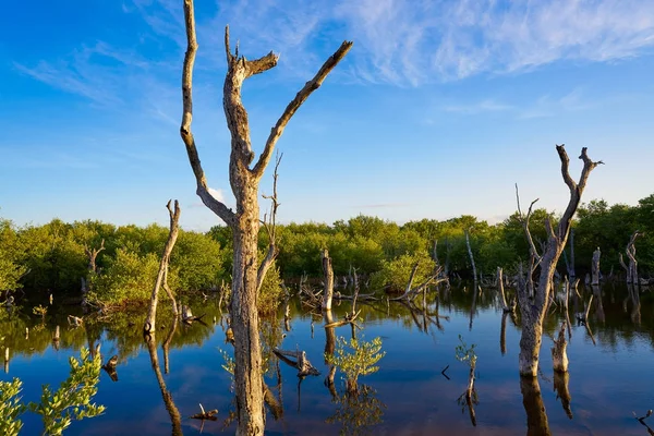 Holbox Island mangroove Quintana Roo Mexico — Stockfoto