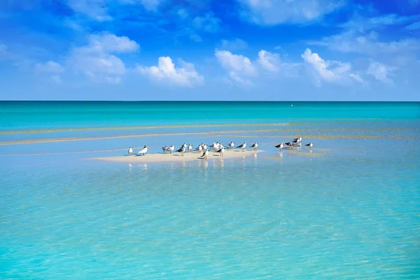 Карибский бирюзовый идеальный пляж Riviera Maya — стоковое фото